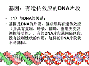 生物：4.1《基因指导蛋白质的合成》(新人教版必修2)ppt课件.ppt