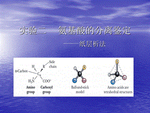 氨基酸的分离鉴定ppt课件.ppt