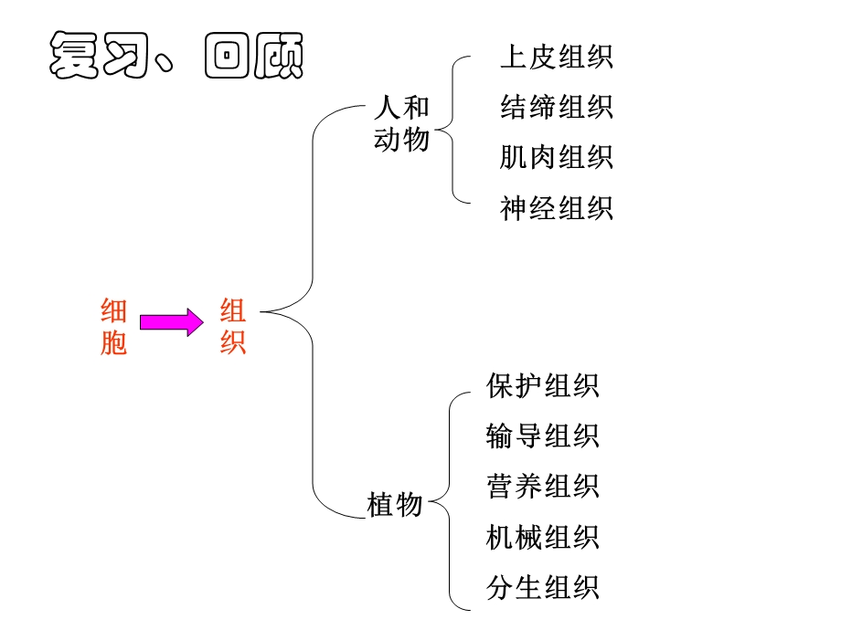 生物体的结构层次（器官系统）ppt课件.ppt_第3页