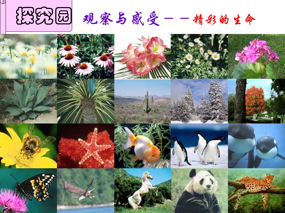 珍爱生命的主题班会ppt课件.ppt_第3页