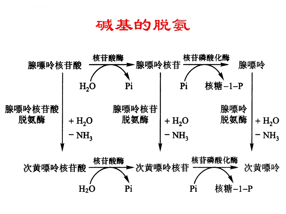 生物化学第33章核酸的降解和核苷酸代谢ppt课件.ppt_第3页