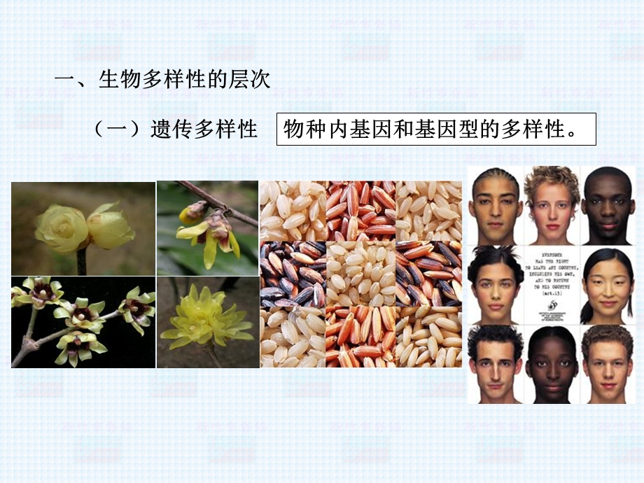 生物多样性及其价值ppt课件.ppt_第3页