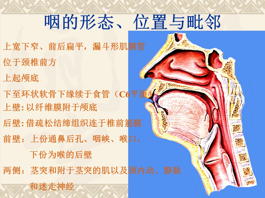 眼耳鼻咽喉解剖学ppt课件.ppt_第2页