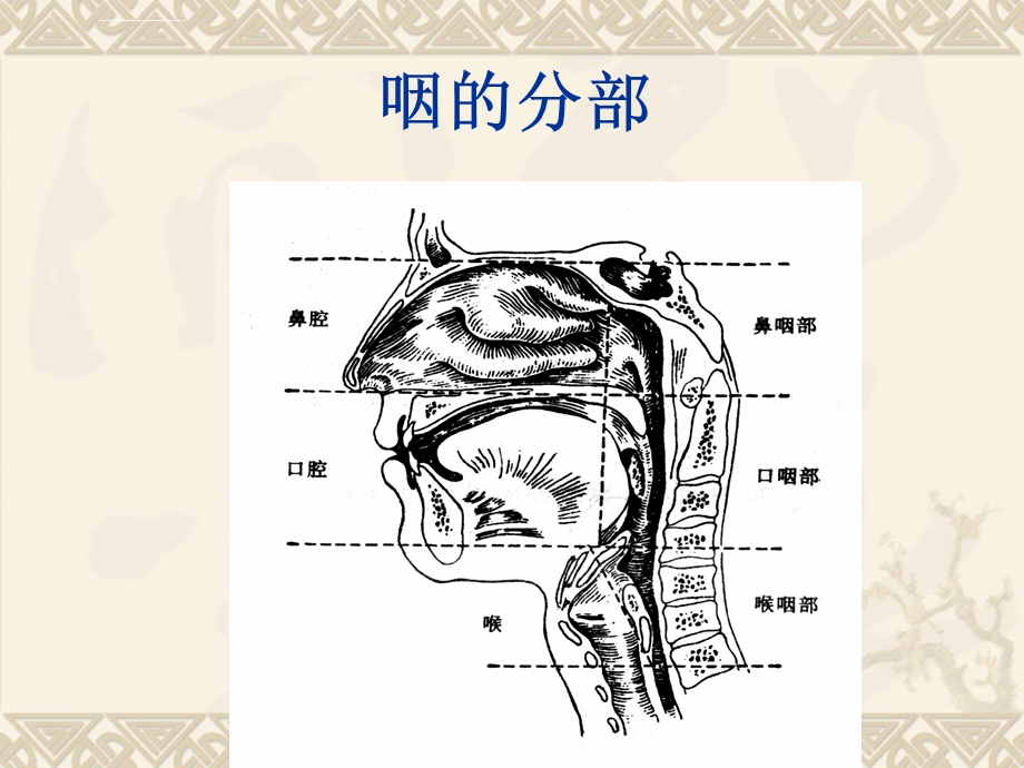 眼耳鼻咽喉解剖学ppt课件.ppt_第3页