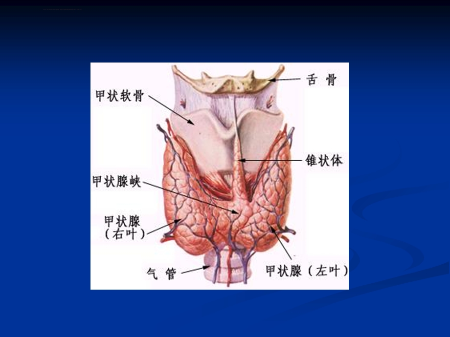 甲状腺功能亢进ppt课件.ppt_第2页