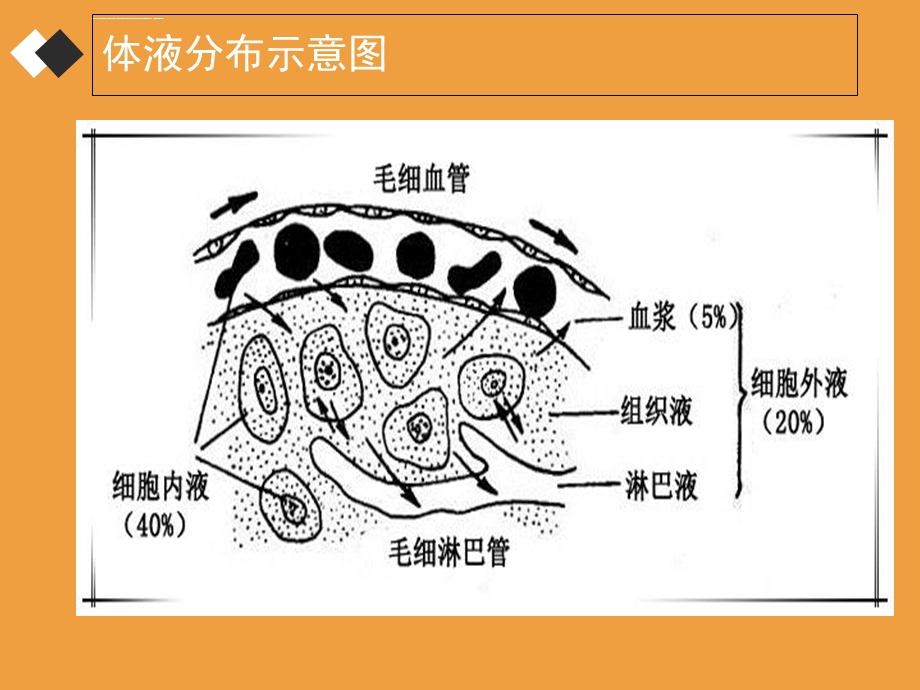 水电解质紊乱及护理ppt课件.ppt_第3页