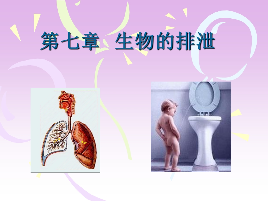 生物的排泄肾脏的结构ppt课件.ppt_第1页