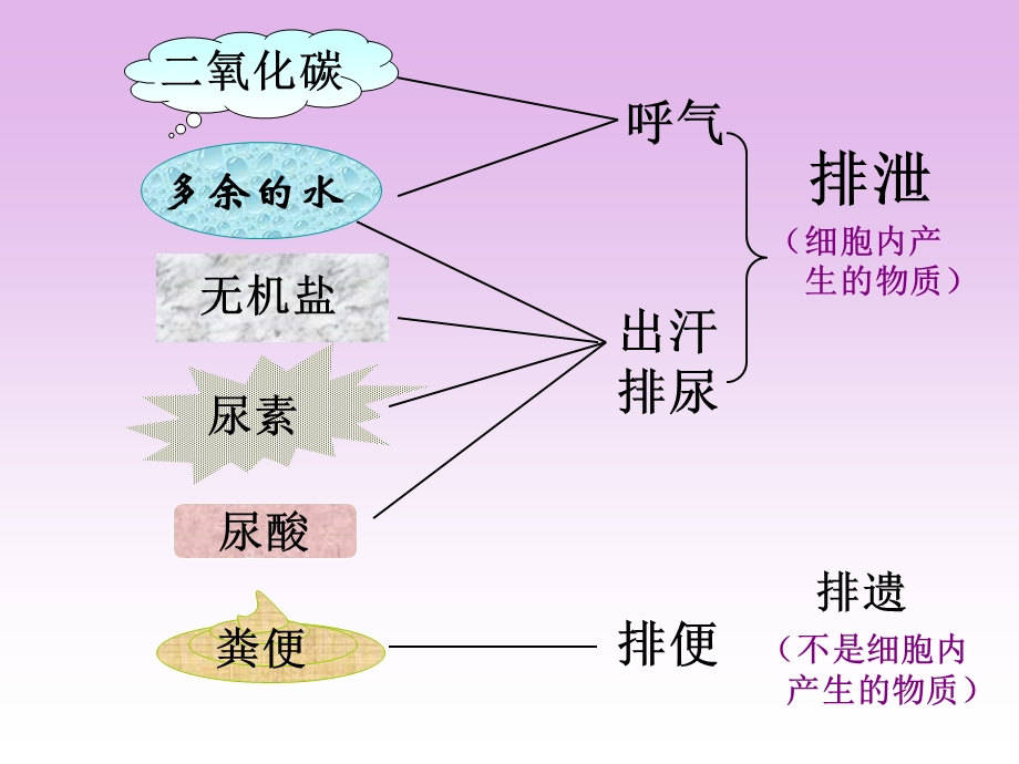 生物的排泄肾脏的结构ppt课件.ppt_第2页