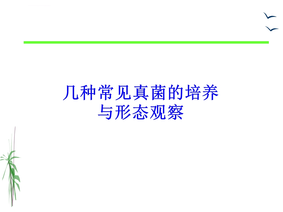 真菌的形态观察(课堂ppt)课件.ppt_第1页