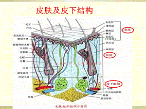 皮肤软组织感染ppt课件.ppt