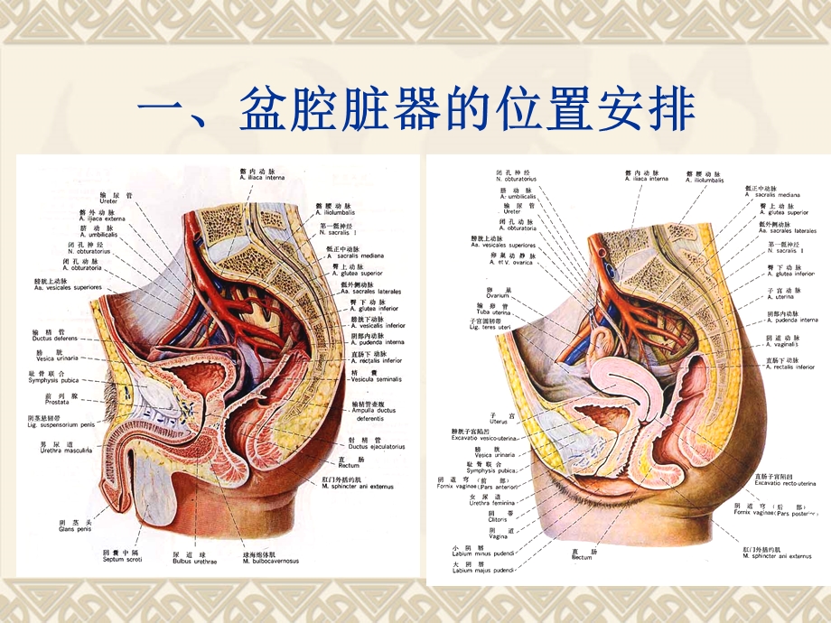 盆腔脏器和会阴ppt课件.ppt_第2页