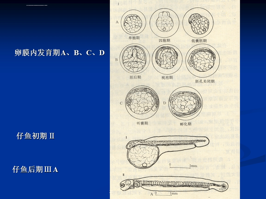 海洋生物资源调查第3章 鱼类浮游生物调查及评价(专业知识模板)ppt课件.ppt_第2页