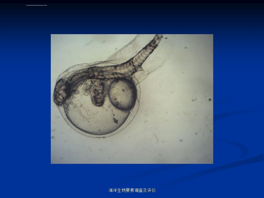 海洋生物资源调查第3章 鱼类浮游生物调查及评价(专业知识模板)ppt课件.ppt_第3页