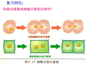 生物体的结构层次复习课ppt课件.ppt