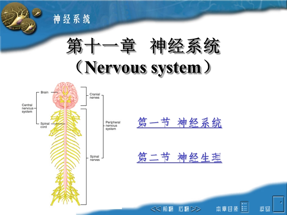 畜禽解剖生理——神经系统ppt课件.ppt_第1页