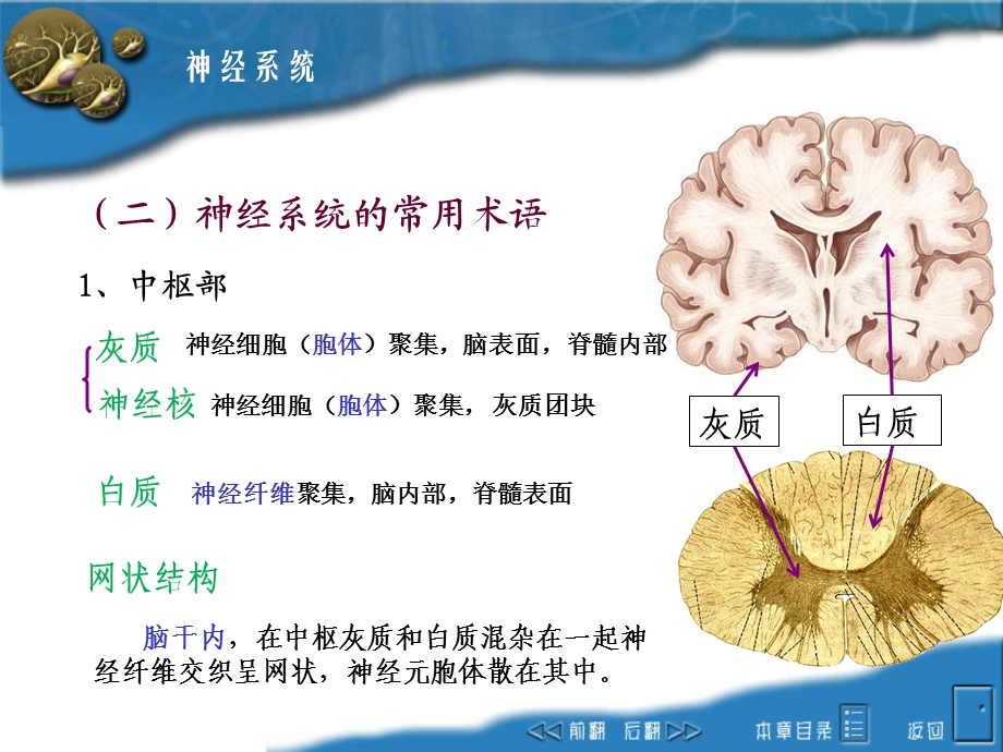 畜禽解剖生理——神经系统ppt课件.ppt_第3页