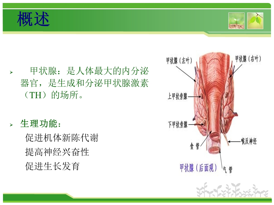 甲状腺疾病病例分析ppt课件.ppt_第3页