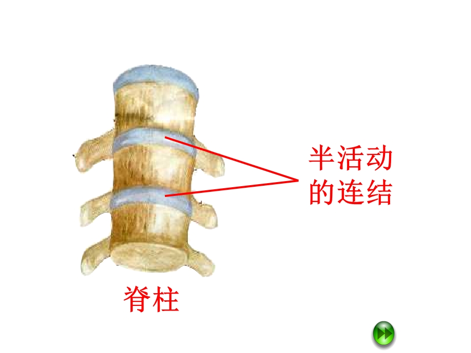 版小学科学四年级下册《关节》PPT课件.ppt_第3页