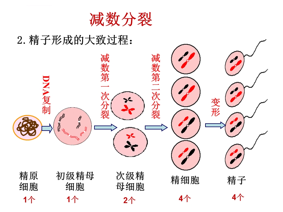 生物学考复习必修二PPT课件.ppt_第2页