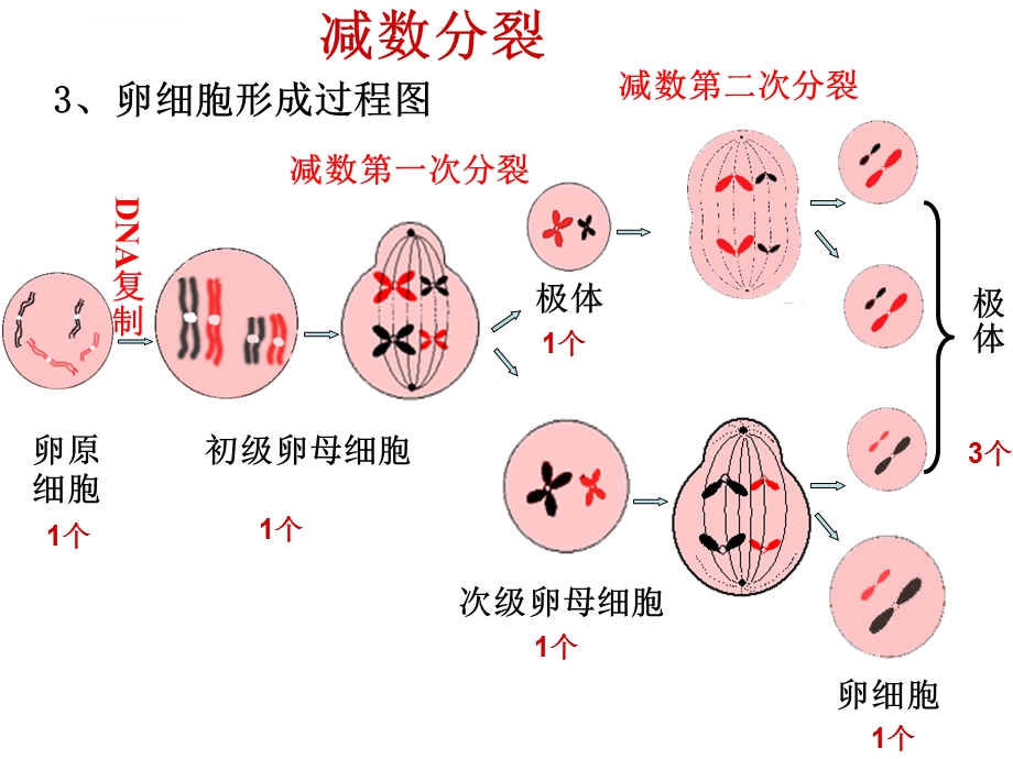 生物学考复习必修二PPT课件.ppt_第3页