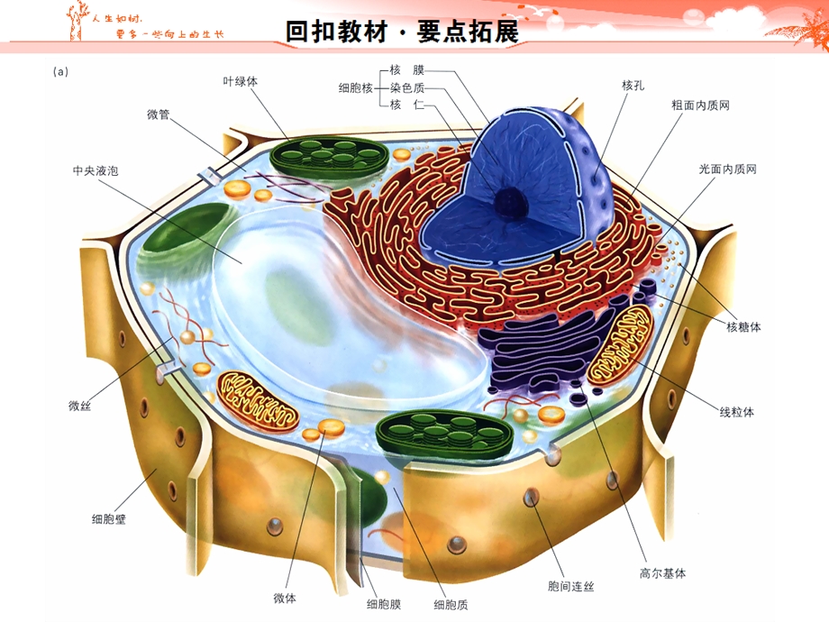 生物一轮复习细胞器ppt课件.ppt_第3页