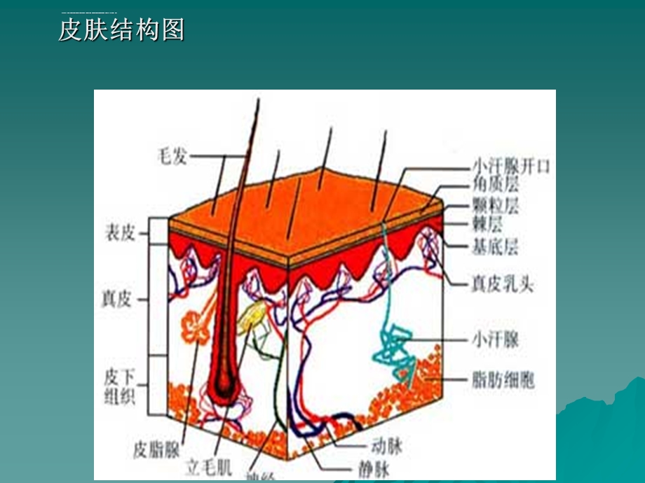 皮肤知识与问题性皮肤分析(入行必看)ppt课件.ppt_第3页