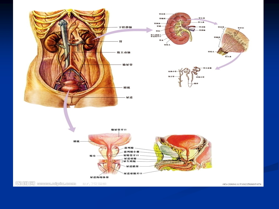 泌尿外科学ppt课件.ppt_第2页