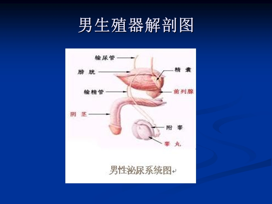 泌尿外科学ppt课件.ppt_第3页