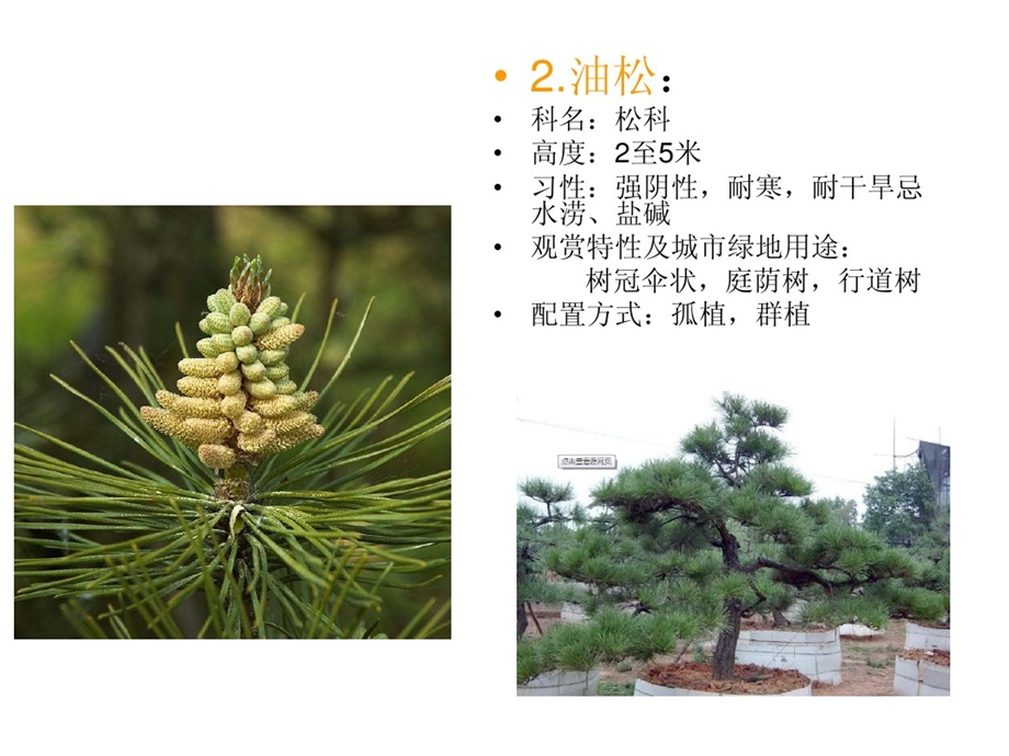 河南省常用园林植物ppt课件.ppt_第3页