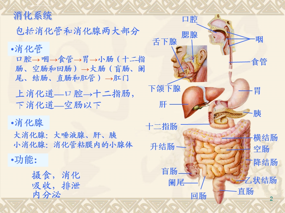 消化道解剖ppt课件.ppt_第2页