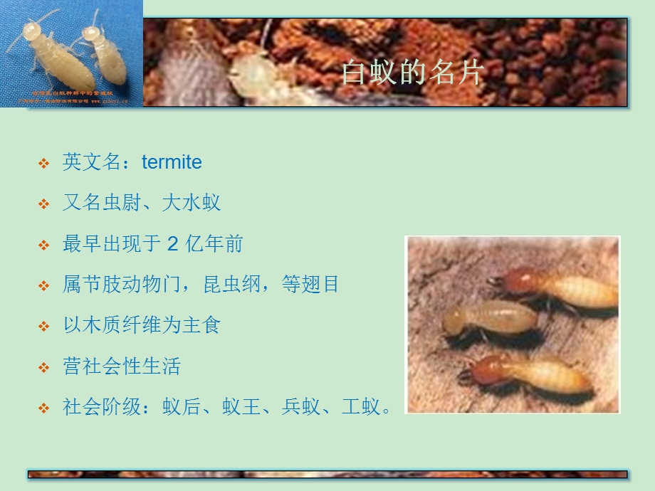 白蚁的作用ppt课件.ppt_第3页