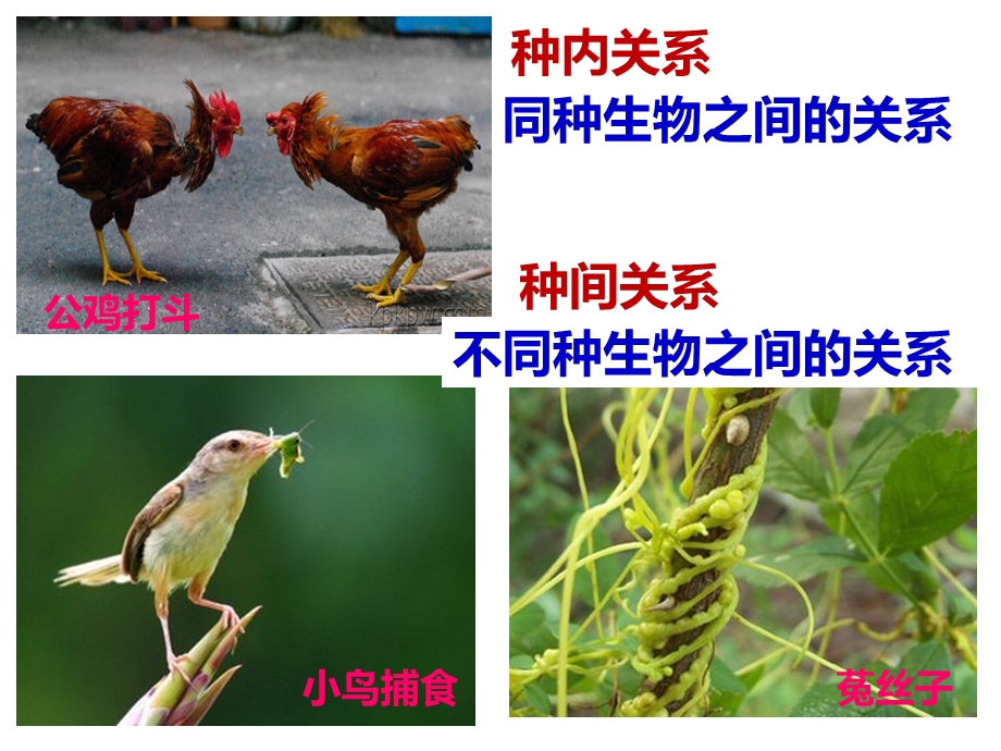 生物因素对生物的影响ppt课件.ppt_第2页