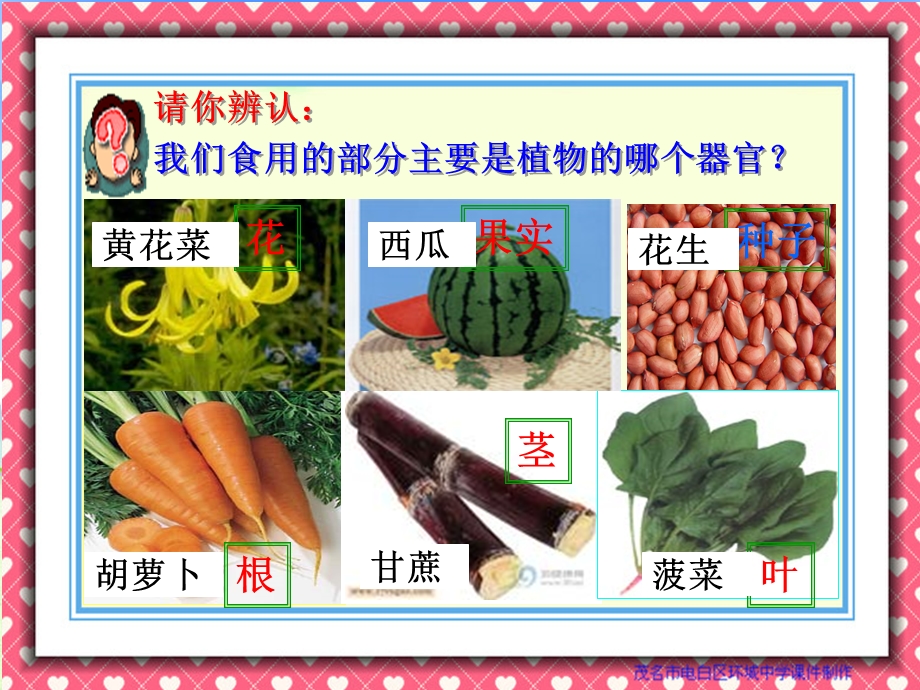 第三节植物体的结构层次ppt课件.ppt_第3页