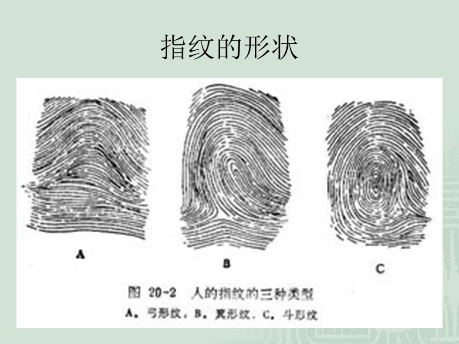 科学活动：有趣的指纹ppt课件.ppt_第3页