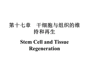 第十七章干细胞与组织的维持和再生ppt课件.pptx