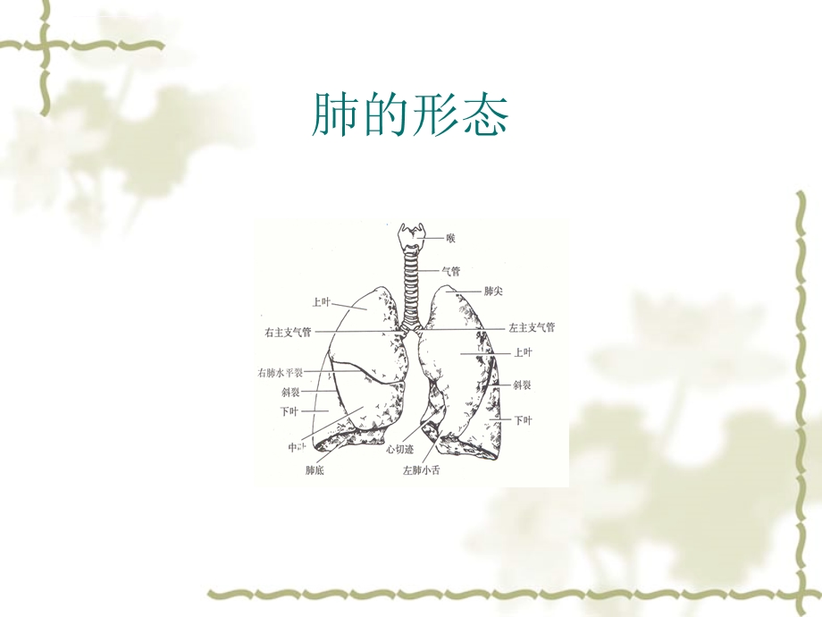 纤维支气管镜检查详解ppt课件.ppt_第3页