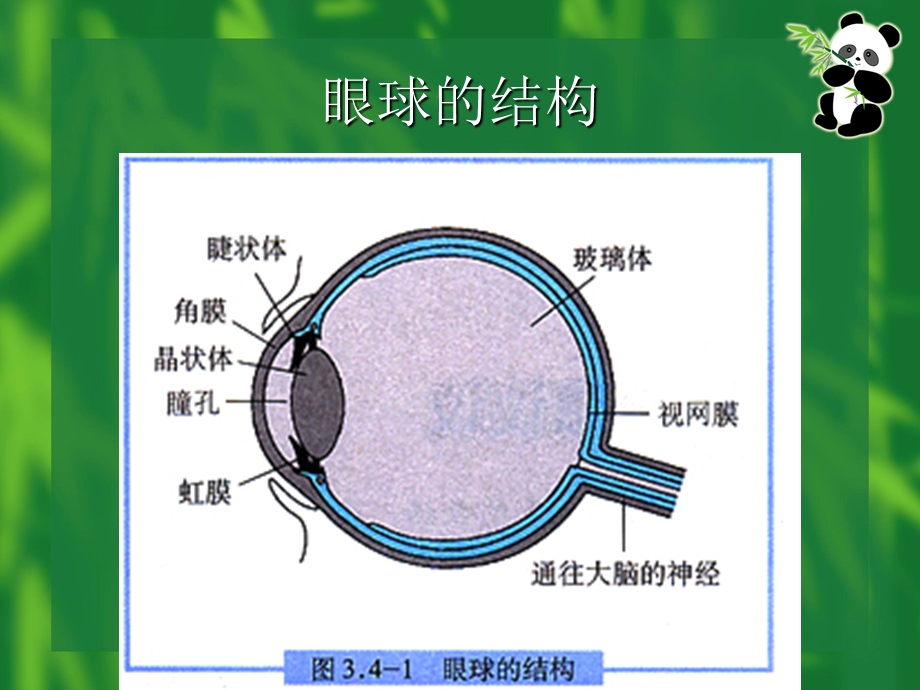 爱护眼睛预防近视ppt课件.ppt_第2页