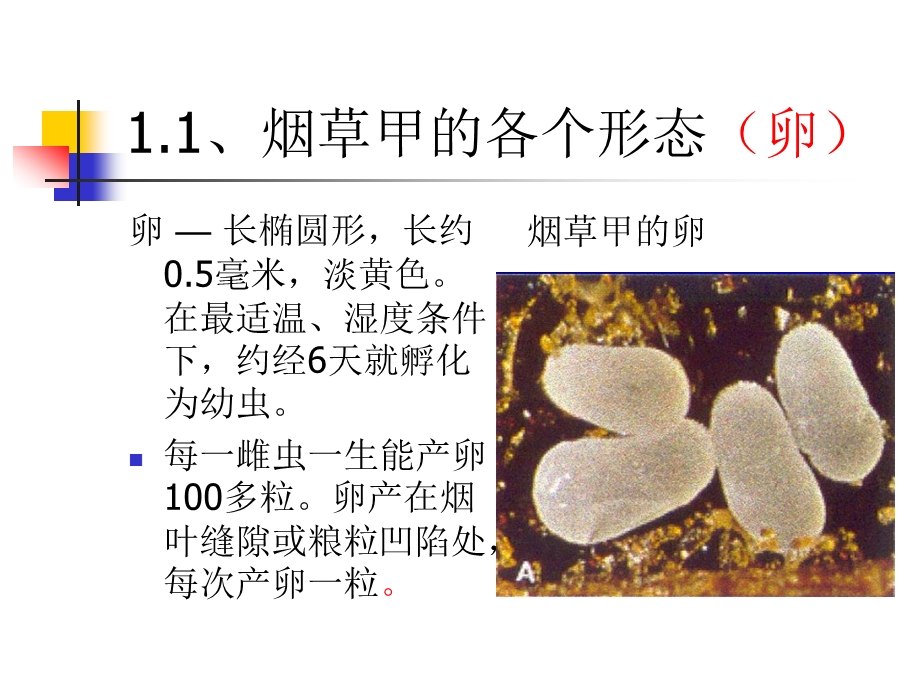 烟虫识别ppt课件.ppt_第1页