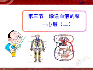 第三节输送血液的泵—心脏(二)(七年级下册)ppt课件.ppt