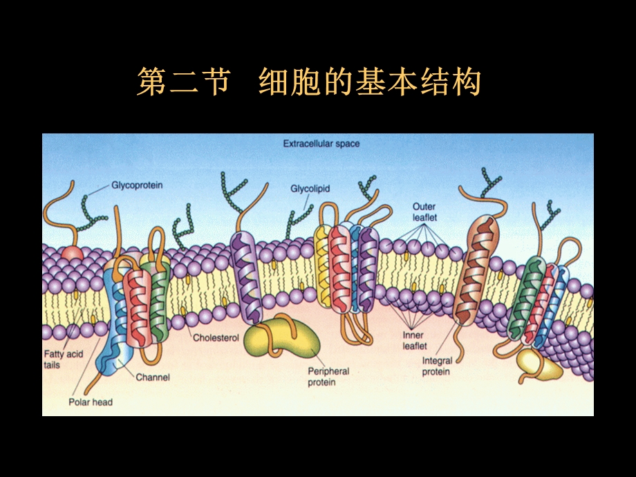 第二章生命的基本单位 细胞之细胞膜ppt课件.ppt_第1页