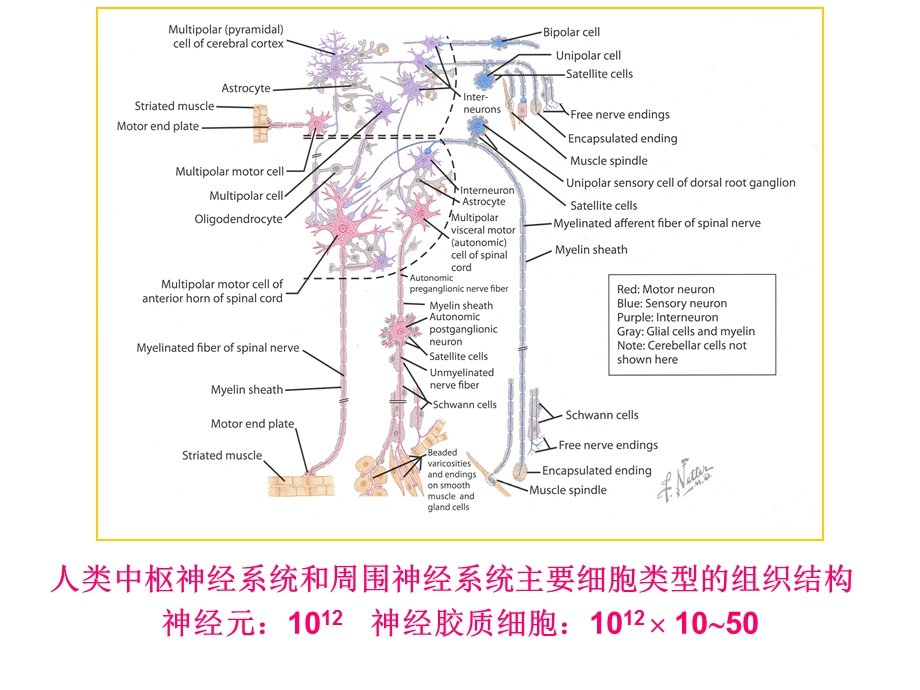 睡眠为何有益记忆？ppt课件.ppt_第2页