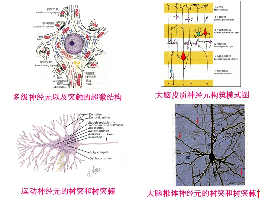 睡眠为何有益记忆？ppt课件.ppt_第3页