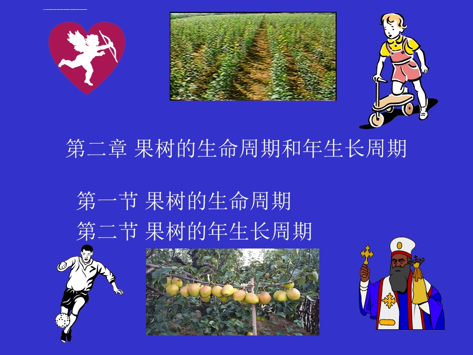 第二章果树的生命周期和年生长周期精选ppt课件.ppt_第1页