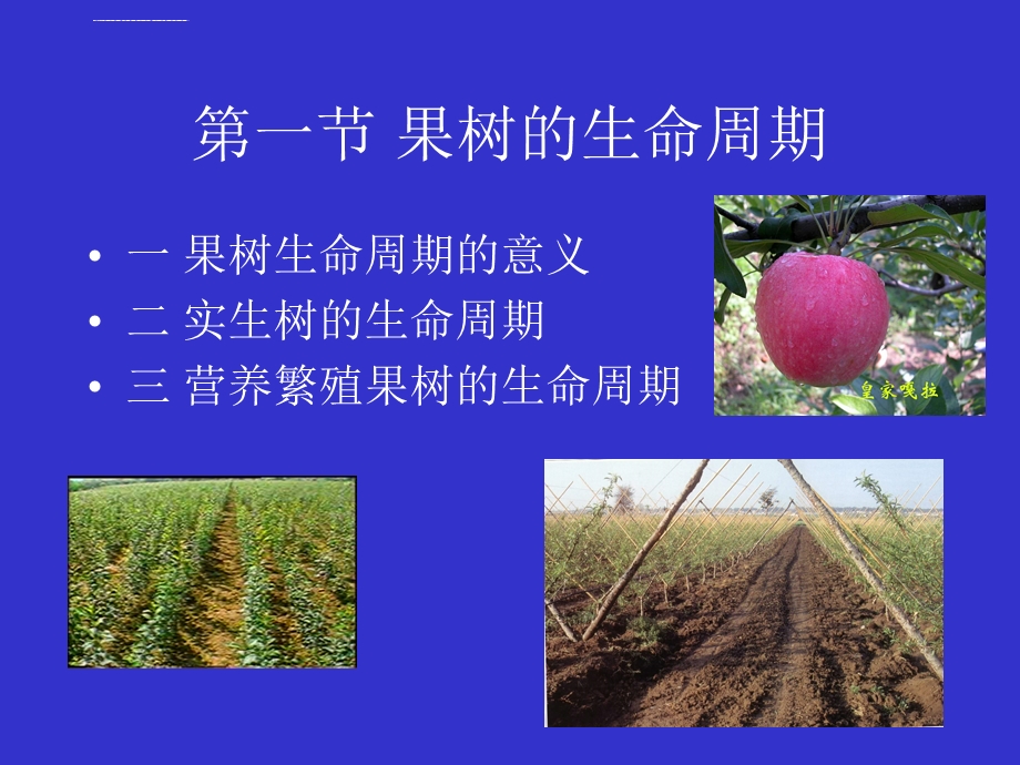 第二章果树的生命周期和年生长周期精选ppt课件.ppt_第2页