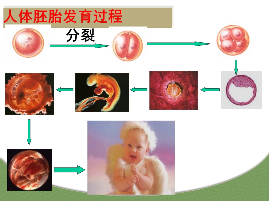 细胞的分化、衰老、凋亡和癌变(课堂ppt)课件.ppt_第3页