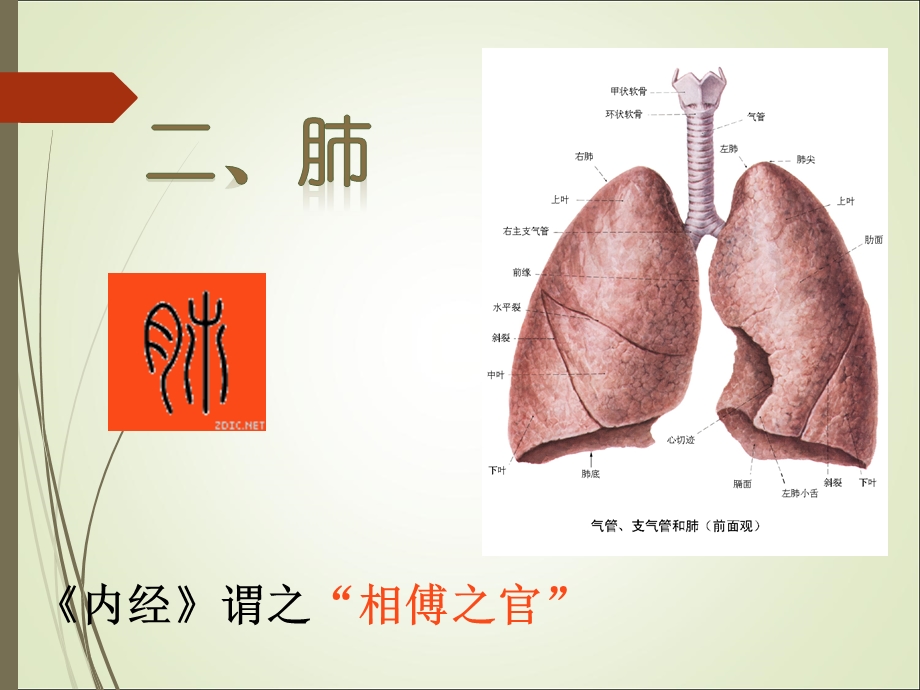 第三章藏象学说：肺ppt课件.ppt_第2页