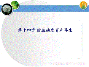 第十四章附肢的发育和再生ppt课件.ppt