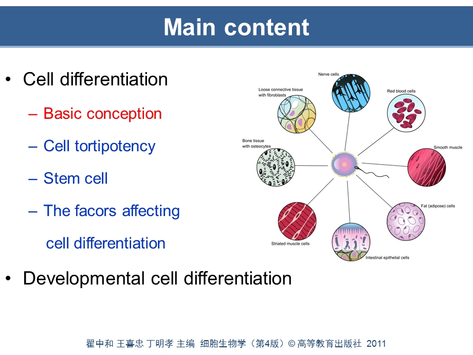 第四版第15章 细胞分化与胚胎发育ppt课件.ppt_第2页