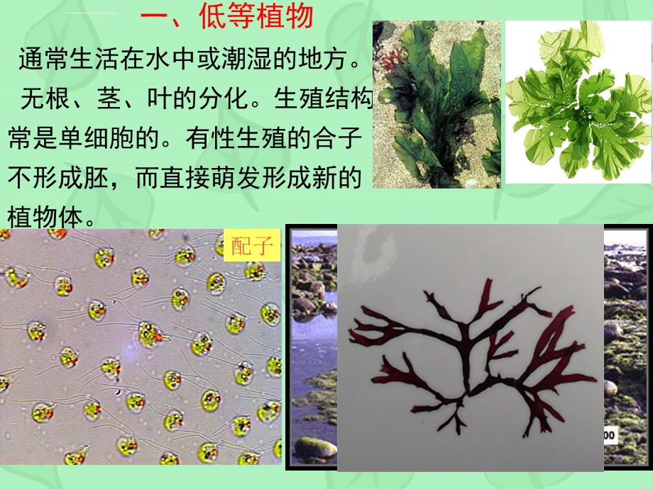 第十章植物界的基本类群高等植物ppt课件.ppt_第3页