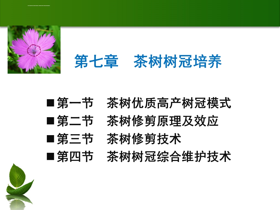 第七章茶树树冠培养ppt课件.ppt_第1页